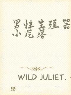 男性生殖器根长小疙瘩