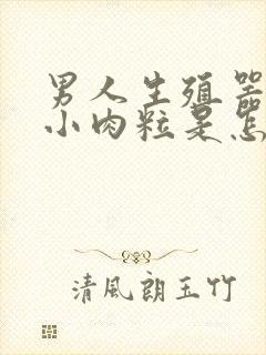 男人生殖器上长小肉粒是怎么回事