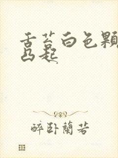 舌苔白色颗粒状凸起