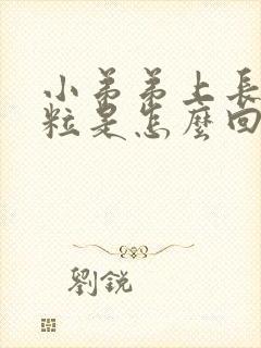 小弟弟上长小肉粒是怎么回事