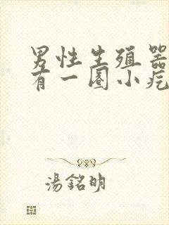 男性生殖器根部有一圈小疙瘩