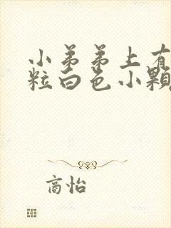 小弟弟上有一粒粒白色小颗粒