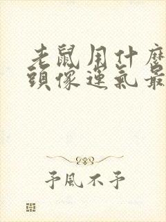 老鼠用什么微信头像运气最好