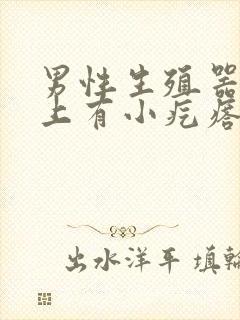 男性生殖器表皮上有小疙瘩怎么回事