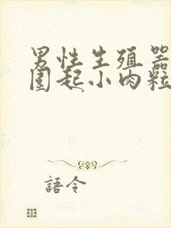 男性生殖器口周围起小肉粒