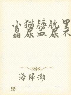 小猫膀胱里有结晶尿血尿不出