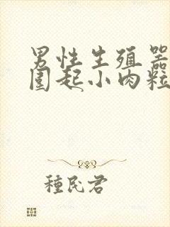 男性生殖器口周围起小肉粒封面