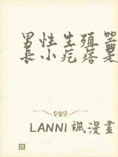 男性生殖器周围长小疙瘩是怎么回事