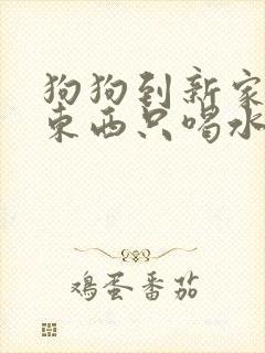 狗狗到新家不吃东西只喝水还呕吐