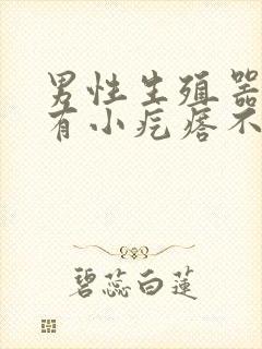 男性生殖器包皮有小疙瘩不痛不痒