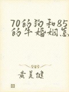70的狗和85的牛婚姻怎么样封面