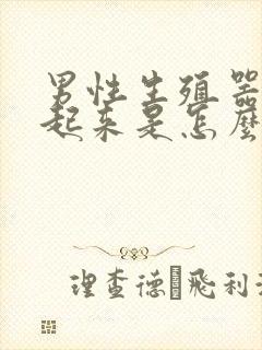 男性生殖器硬不起来是怎么回事啊