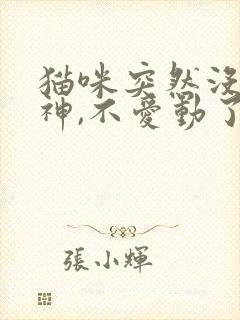 猫咪突然没有精神,不爱动了不吃东西