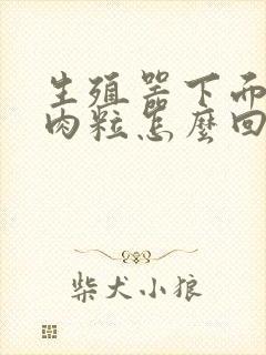 生殖器下面长小肉粒怎么回事