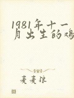 1981年十一月出生的鸡女命运