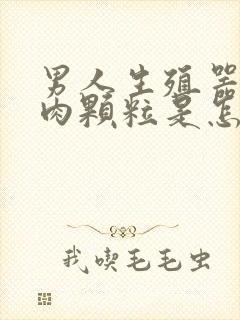 男人生殖器长小肉颗粒是怎么回事