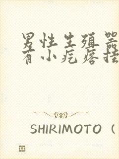 男性生殖器里面有小疙瘩挂什么科室