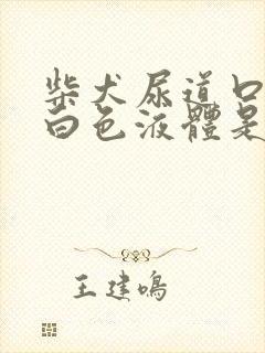 柴犬尿道口有乳白色液体是怎么回事封面