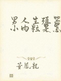 男人生殖器里有小肉粒是怎么了