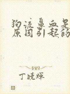 狗流鼻血是什么原因引起的