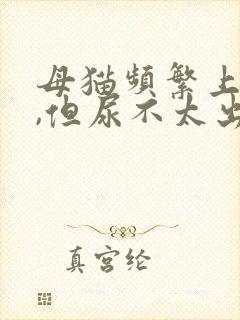 母猫频繁上厕所,但尿不太出来封面