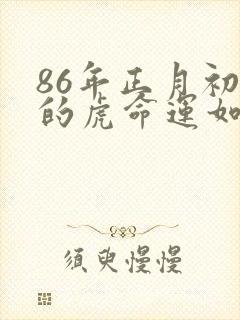 86年正月初三的虎命运如何