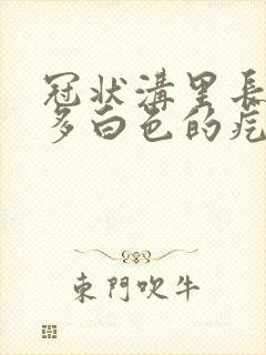 冠状沟里长了很多白色的疙瘩
