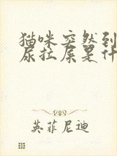 猫咪突然到处乱尿拉屎是什么原因