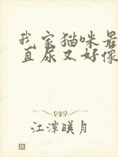 我家猫咪最近一直尿又好像尿不出