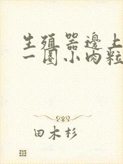 生殖器边上长了一圈小肉粒