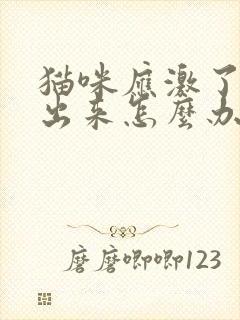 猫咪应激了尿不出来怎么办