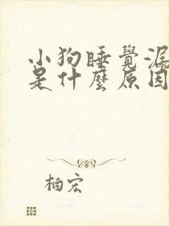 小狗睡觉漏尿了是什么原因