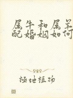 属牛和属羊女相配婚姻如何