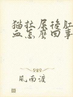 猫拉屎后肛门有血怎么回事封面