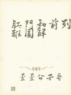 肛门和前列腺距离图解