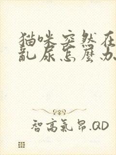 猫咪突然在家里乱尿怎么办