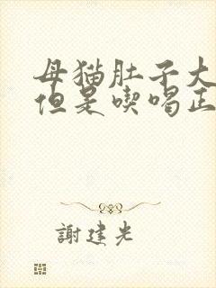 母猫肚子大鼓鼓但是吃喝正常