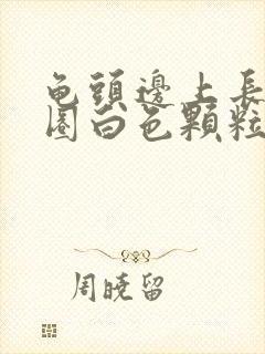 龟头边上长了一圈白色颗粒