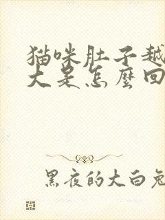 猫咪肚子越来越大是怎么回事?