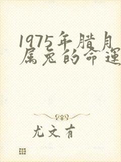 1975年腊月属兔的命运男
