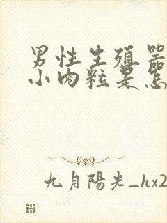 男性生殖器里有小肉粒是怎么了