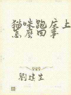 猫咪跑床上拉尿怎么回事封面