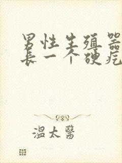 男性生殖器根部长一个硬疙瘩