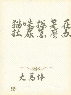 猫咪总是在床上拉尿怎么办