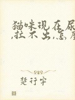 猫咪现在尿不出,拉不出,怎么办