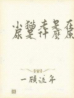 小猫老是在床上尿是什么原因