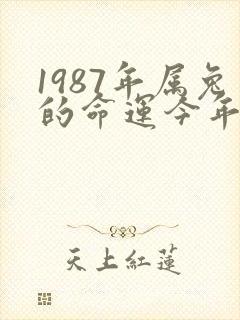 1987年属兔的命运今年如何