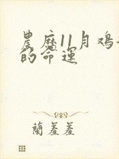 农历11月鸡女的命运