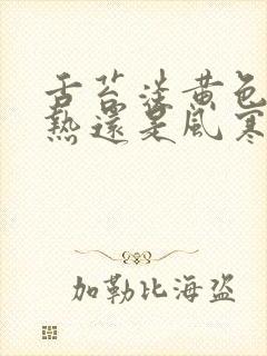 舌苔淡黄色是风热还是风寒