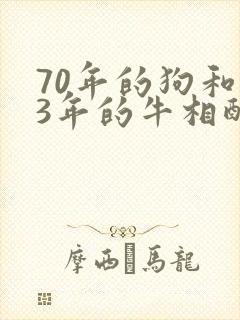 70年的狗和73年的牛相配吗
